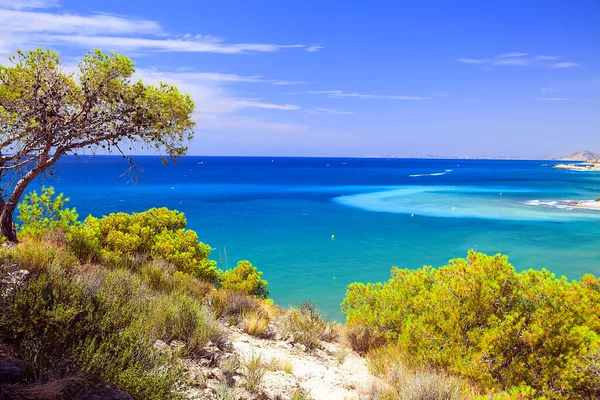 Albero e mare. Pino sulla scogliera in Spagna — Foto Stock