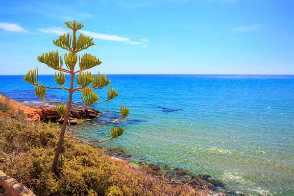 Sea Landscape Horizon with Araucaria, Morze Śródziemne, Hiszpania, Costa Blanca, Orihuela Costa, La Zenia — Zdjęcie stockowe