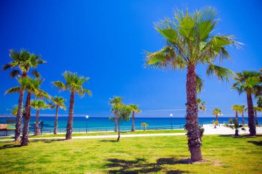 Palmiye ağaçları ve mavi denizle ilkbahar manzarası