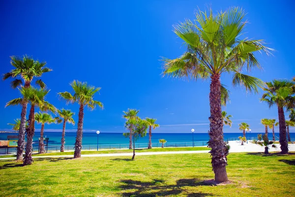 Spring landscape with palm trees and blue sea — Stock Photo, Image