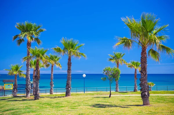 Красивая Открытка Пальмы Море Голубое Небо Испании — стоковое фото
