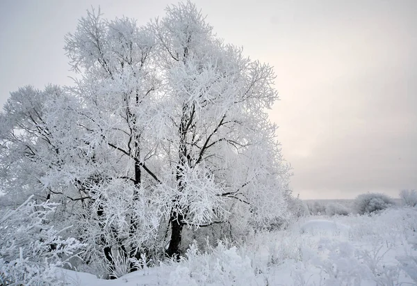 Bellissimo Paesaggio Albero Nella Neve Bianco — Foto Stock