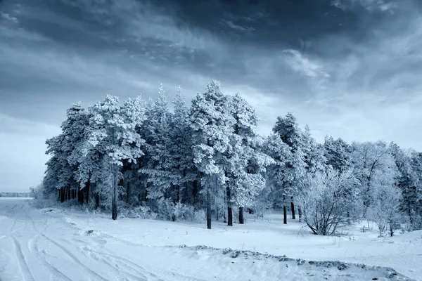 Winter Landscape Pine Boron Pine Snow Black White Photo — Stock Photo, Image