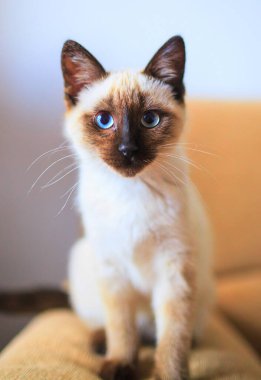 Tayland kedisi, yaşlı Siyam kedisi, portret