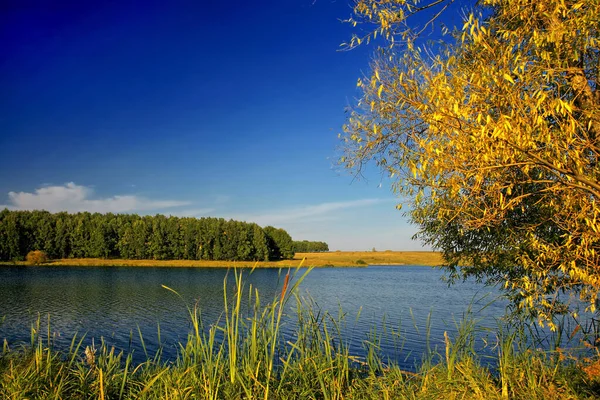 Güz manzarası göl, orman