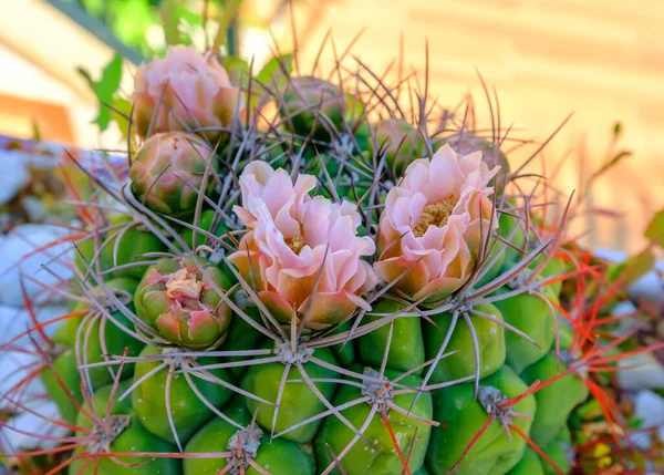Piękne bliskie kwiaty kaktusa — Zdjęcie stockowe