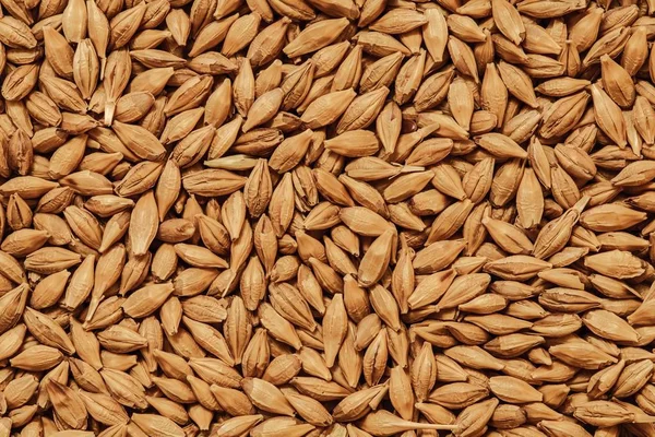 Barley seeds background — Stock Photo, Image