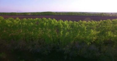 4 k hava manzara. Düşük uçuş yeşil ve sarı buğday kırsal alanın üzerine.