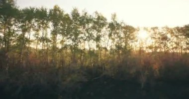 4 k hava manzara. Düşük uçuş yeşil ve sarı buğday kırsal alanın üzerine.