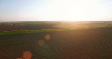 4 k hava manzara. Düşük uçuş yeşil ve sarı buğday kırsal alanın üzerine.