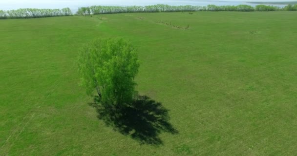 4 k luchtfoto. Lage vlucht over groene en gele rural tarweveld. — Stockvideo