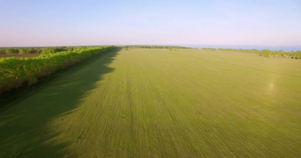 4 k Flygfoto. Lågt flygning över grön och gul vete landsbygdens fält. — Stockvideo