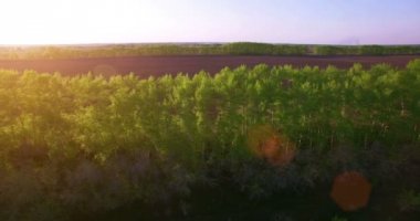 4 k hava manzara. Düşük uçuş yeşil ve sarı buğday kırsal alanın üzerine.