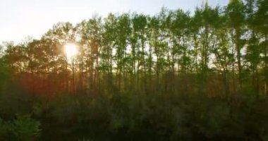 4 k hava manzara. Düşük uçuş yeşil ve sarı buğday kırsal alanın üzerine.