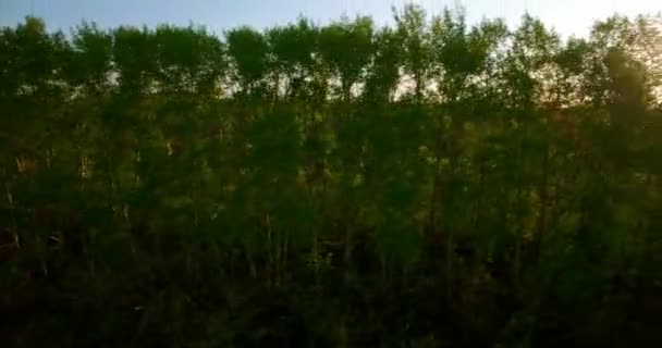 Vista aérea de 4k. Bajo vuelo sobre campo rural de trigo verde y amarillo . — Vídeos de Stock