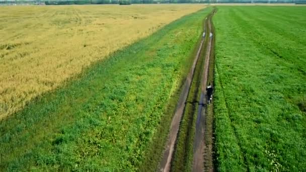 Antenne: Laufsportler Mann. Läufer joggen im Freien. Sport. — Stockvideo