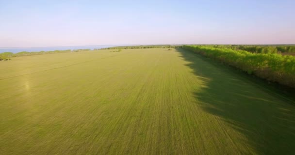 4 k Αεροφωτογραφία. Χαμηλή πτήση πάνω από το πράσινο και κίτρινο σιτάρι αγροτικού τομέα. — Αρχείο Βίντεο