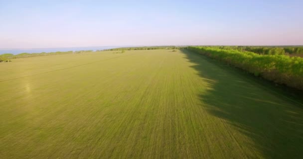 Vista aérea de 4k. Bajo vuelo sobre campo rural de trigo verde y amarillo . — Vídeos de Stock