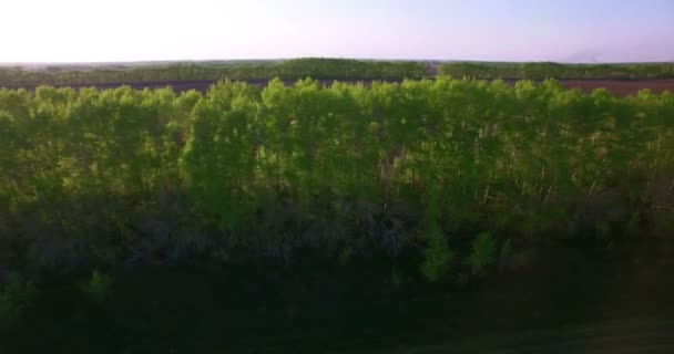 4 k luchtfoto. Lage vlucht over groene en gele rural tarweveld. — Stockvideo