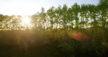 4 k hava manzara. Düşük uçuş yeşil ve sarı buğday kırsal alanın üzerine.