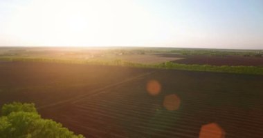 4 k hava manzara. Düşük uçuş yeşil ve sarı buğday kırsal alanın üzerine.