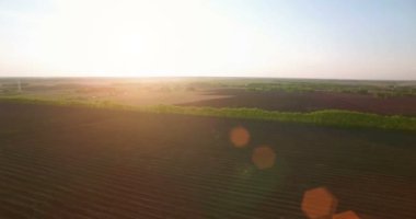 4 k hava manzara. Düşük uçuş yeşil ve sarı buğday kırsal alanın üzerine.