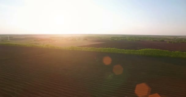 Vista aérea de 4k. Bajo vuelo sobre campo rural de trigo verde y amarillo . — Vídeo de stock