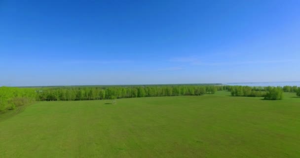4 k 공중 볼 수 있습니다. 녹색과 노란색 밀 농촌 분야에 비행을 저. — 비디오