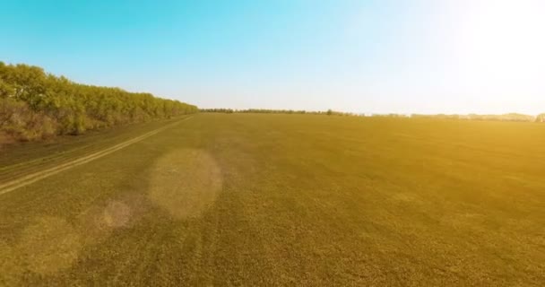 4k aerial view. Low flight over green and yellow wheat rural field. — Stock Video