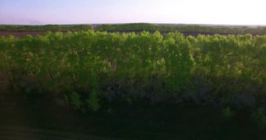 4 k hava manzara. Düşük uçuş yeşil ve sarı buğday kırsal alanın üzerine.