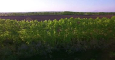 4 k hava manzara. Düşük uçuş yeşil ve sarı buğday kırsal alanın üzerine.