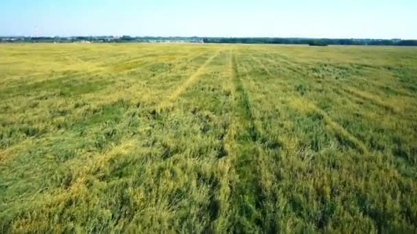 Anténa: Nízké letu nad zelené a žluté pšeničné pole — Stock video