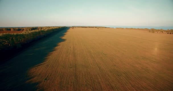 4 k légifelvételek. Alacsony repülés, zöld és sárga búza vidéki mező fölött. — Stock videók