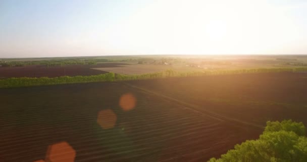 Vista aérea 4k. Vôo baixo sobre campo rural de trigo verde e amarelo . — Vídeo de Stock