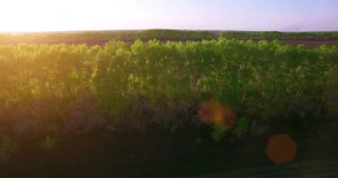 4 k hava manzara. Düşük uçuş yeşil ve sarı buğday kırsal alanın üzerine.
