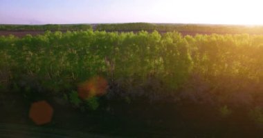 4 k hava manzara. Düşük uçuş yeşil ve sarı buğday kırsal alanın üzerine.
