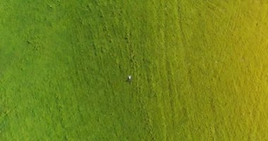 Taze yeşil çayır üzerinde yalan işadamı üzerinde dikey hareket uçuş. Üstten Görünüm üzerinde rahatlatıcı dostum.