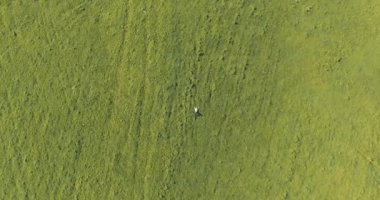 Taze yeşil çayır üzerinde yalan işadamı üzerinde dikey hareket uçuş. Üstten Görünüm üzerinde rahatlatıcı dostum.