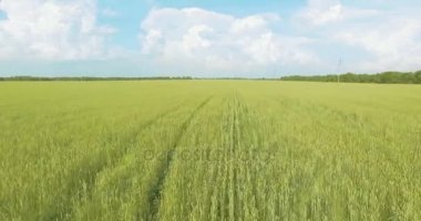 UHD 4k havadan görünümü. Düşük uçuş yeşil ve sarı buğday kırsal alanın üzerine