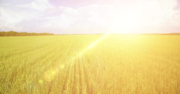 UHD 4K vista aérea. Vôo baixo sobre campo rural de trigo verde e amarelo — Vídeo de Stock