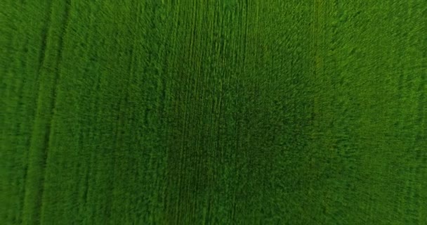 UHD 4k luchtfoto. Lage vlucht over groene en gele rural tarweveld. Verticale beweging. — Stockvideo