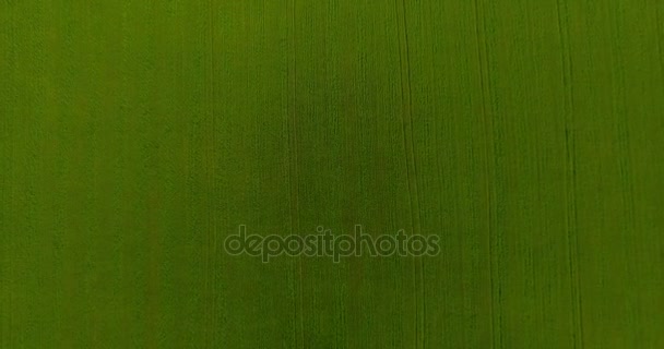 UHD 4K aerial view. Low flight over green and yellow wheat rural field. Vertical movement. — Stock Video