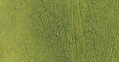 Taze yeşil çayır üzerinde yalan işadamı üzerinde dikey hareket uçuş. Üstten Görünüm üzerinde rahatlatıcı dostum.