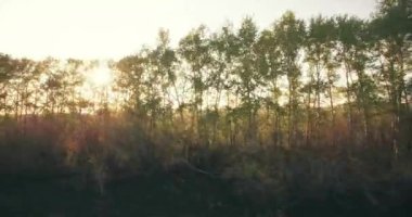 4 k hava manzara. Düşük uçuş yeşil ve sarı buğday kırsal alanın üzerine.