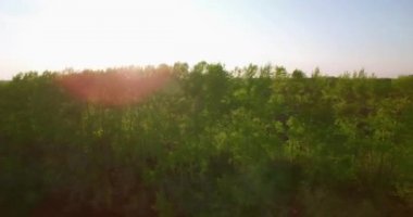 4 k hava manzara. Düşük uçuş yeşil ve sarı buğday kırsal alanın üzerine.