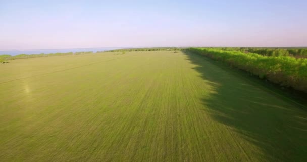 Vista aérea de 4k. Bajo vuelo sobre campo rural de trigo verde y amarillo . — Vídeos de Stock