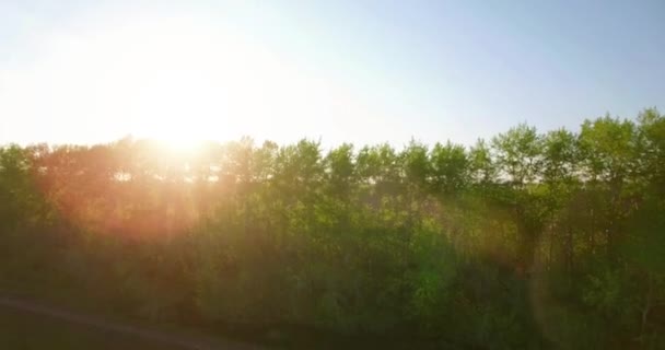 4k aerial view. Low flight over green and yellow wheat rural field. — Stock Video