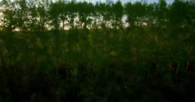 4 k hava manzara. Düşük uçuş yeşil ve sarı buğday kırsal alanın üzerine.