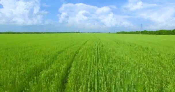 UHD 4K aerial view. Low flight over green and yellow wheat rural field — Stock Video