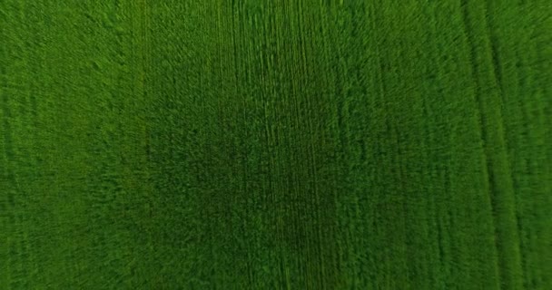 UHD 4K aerial view. Low flight over green and yellow wheat rural field. Vertical movement. — Stock Video